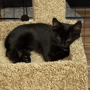 A baby small-sized male Domestic Short Hair cat named Garlic for adoption in Commerce City, CO