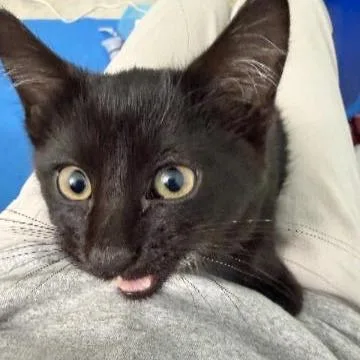 Garlic thumbnail 3