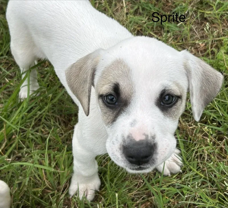 An adult medium-sized female Labrador Retriever dog named Sprite Lonestar for adoption in Rockaway, NJ