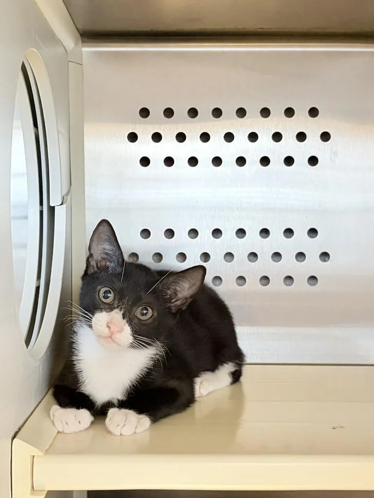 Oreo