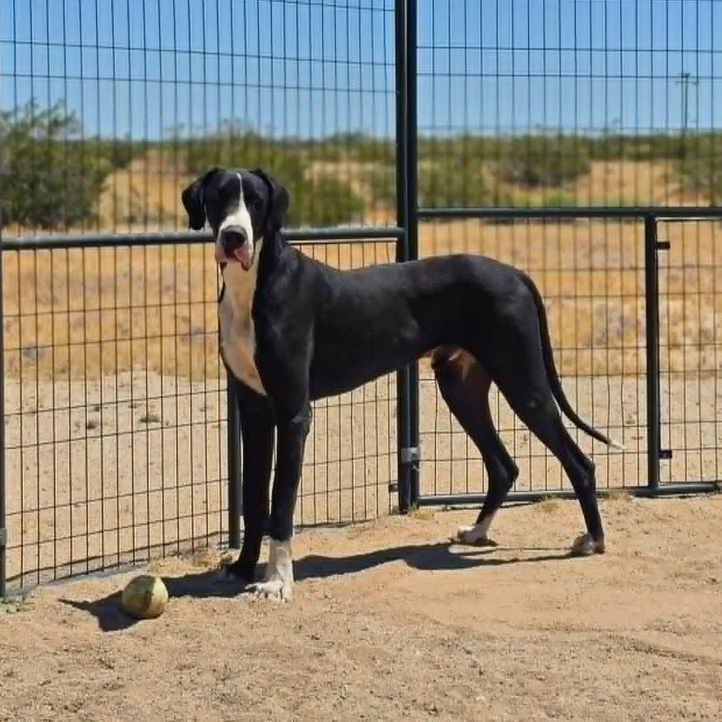 A young extra large-sized male Black Great Dane dog named Chui for adoption in Tehachapi, CA