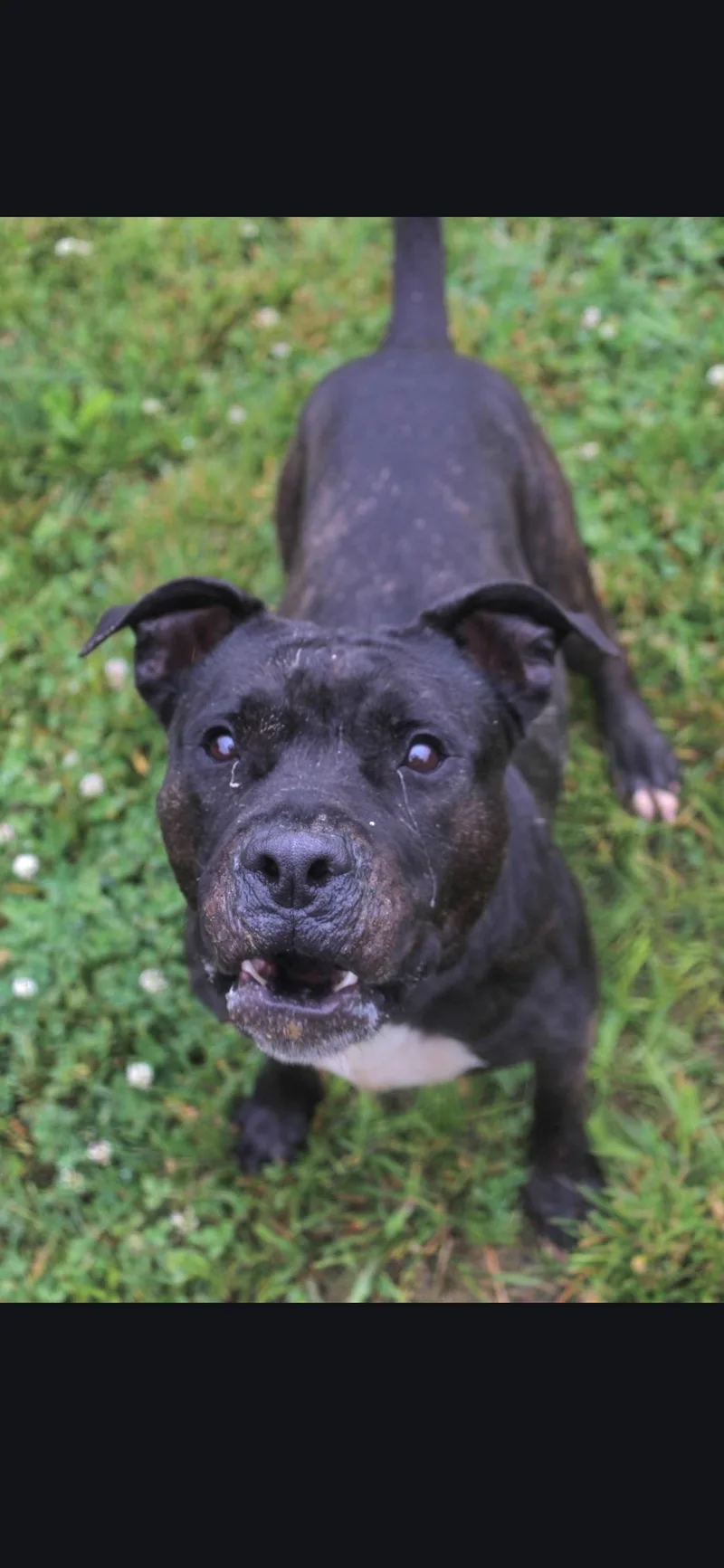 An adult medium-sized female Black Mixed Breed dog named Oakley for adoption in Berea, KY