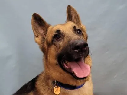 An adult large-sized male German Shepherd Dog dog named Reggie for adoption in Woodbury, MN
