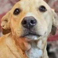 A young medium-sized female Apricot / Beige Yellow Labrador Retriever dog named Toffee for adoption in Allentown, PA