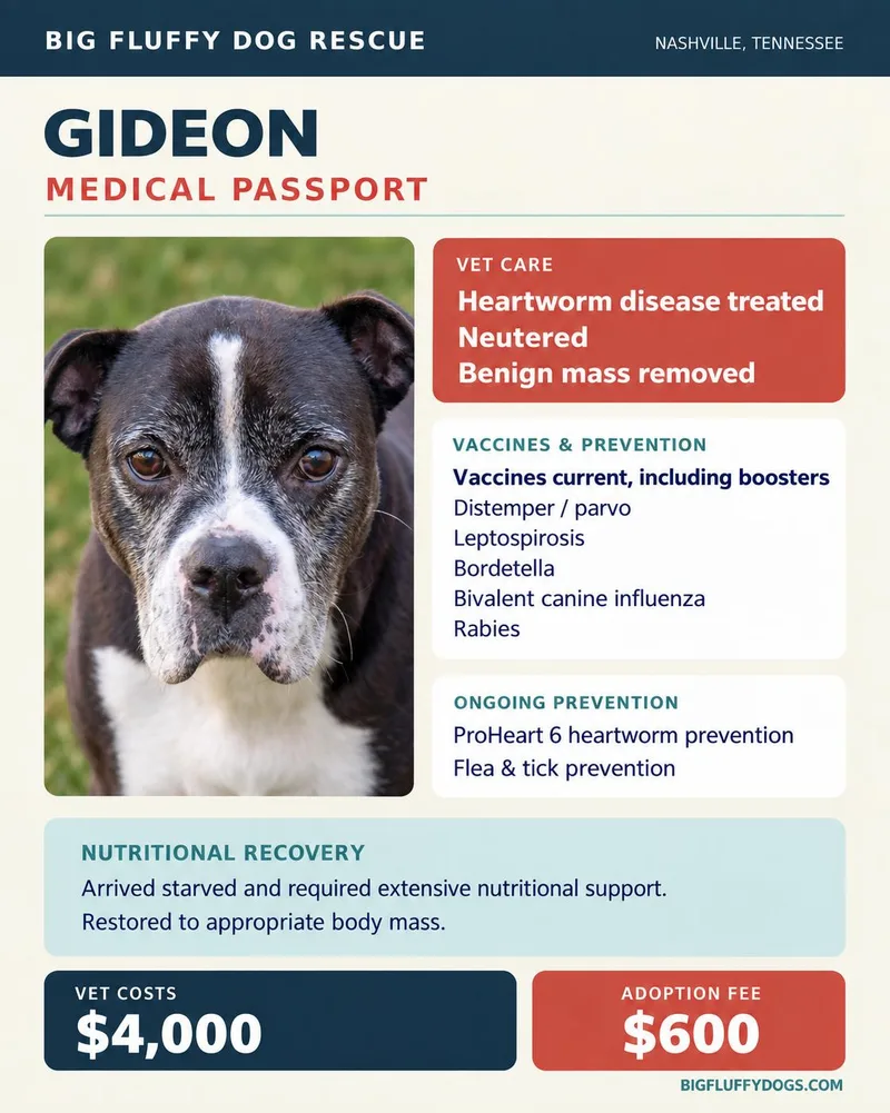 A senior medium-sized male Black Boxer dog named Gideon for adoption in Nashville, TN