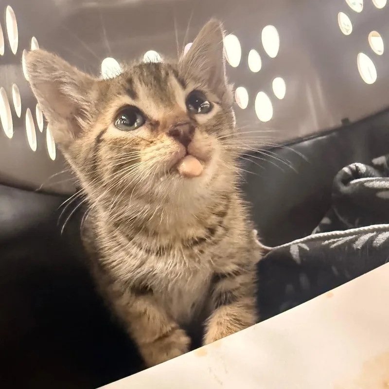 A baby small-sized male Brown / Chocolate Domestic Short Hair cat named Pico for adoption in Chattanooga, TN