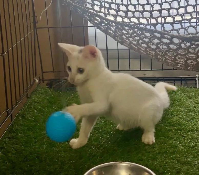 A baby small-sized male White Domestic Short Hair cat named Oslo for adoption in Naranjito, PR