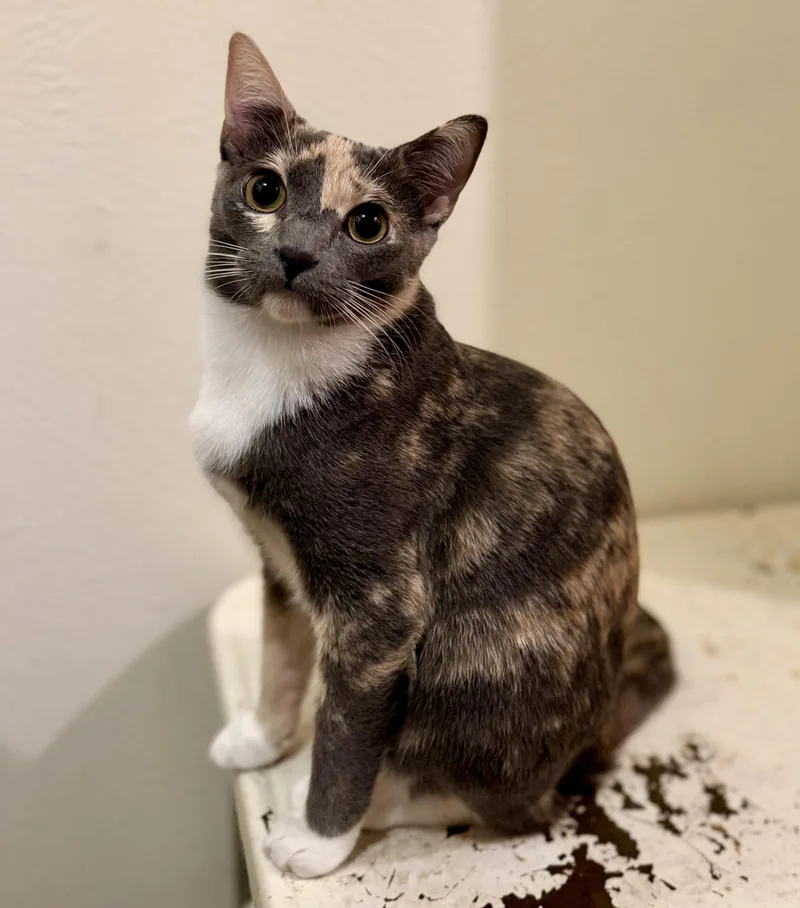 Sha'carri thumbnail 2