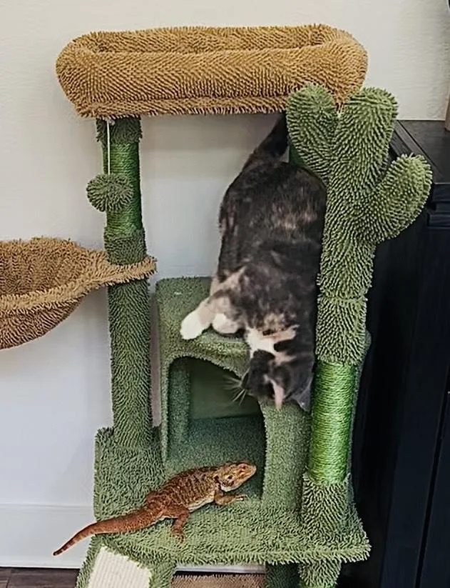 Sha'carri thumbnail 3