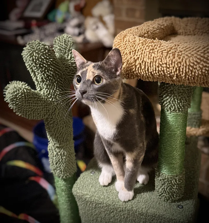 Sha'carri thumbnail 4