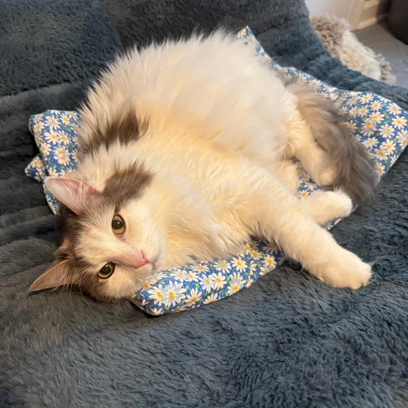 Bella
