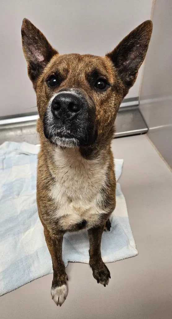 A young medium-sized male Mixed Breed dog named Gazpacho for adoption in Sherwood, AR