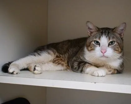 A senior large-sized male Domestic Short Hair cat named Sultan for adoption in Chamblee, GA