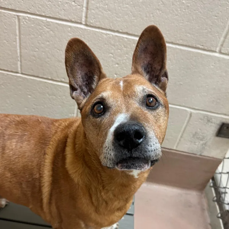 A senior large-sized male Yellow / Tan / Blond / Fawn Pit Bull Terrier dog named Carl Allen for adoption in Reno, NV