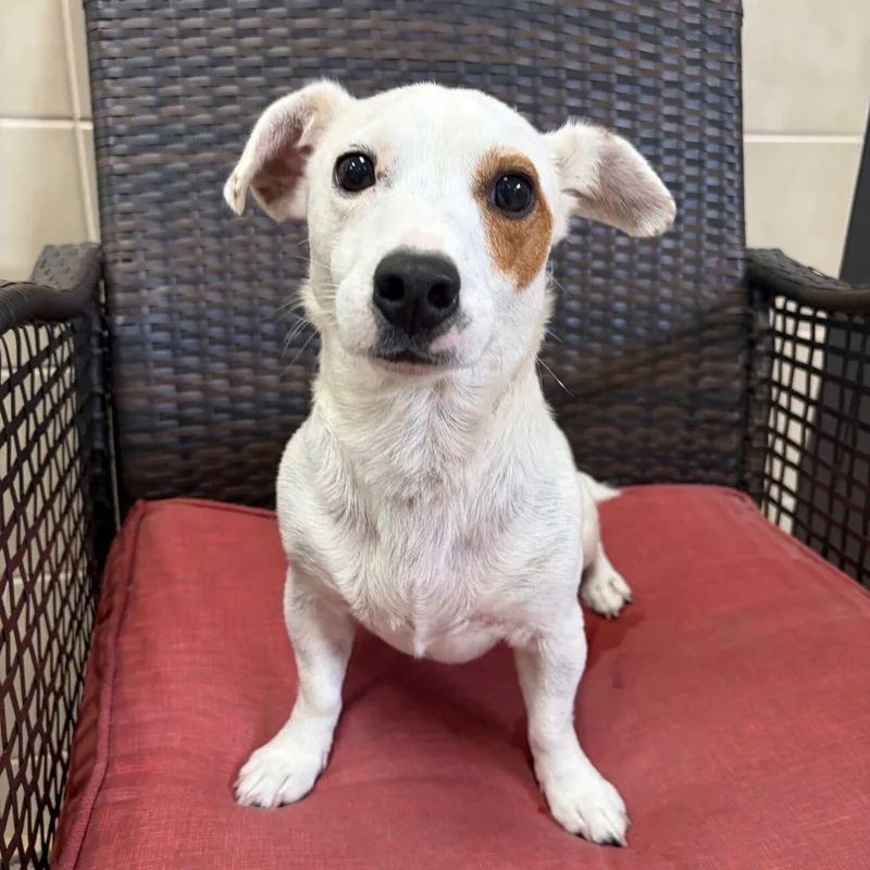 An adult small-sized male Jack Russell Terrier dog named Kylo for adoption in Kerrville, TX