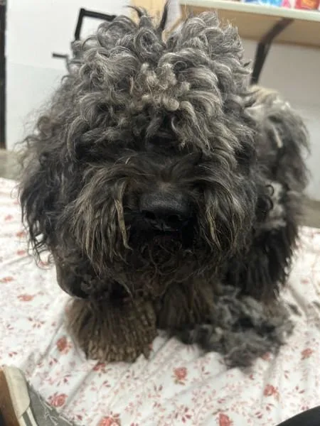 A young medium-sized male Standard Poodle dog named Jingles for adoption in Osage Beach, MO