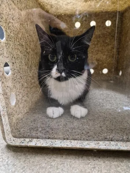 A young medium-sized female Domestic Medium Hair cat named Nf for adoption in Lawrenceville, GA