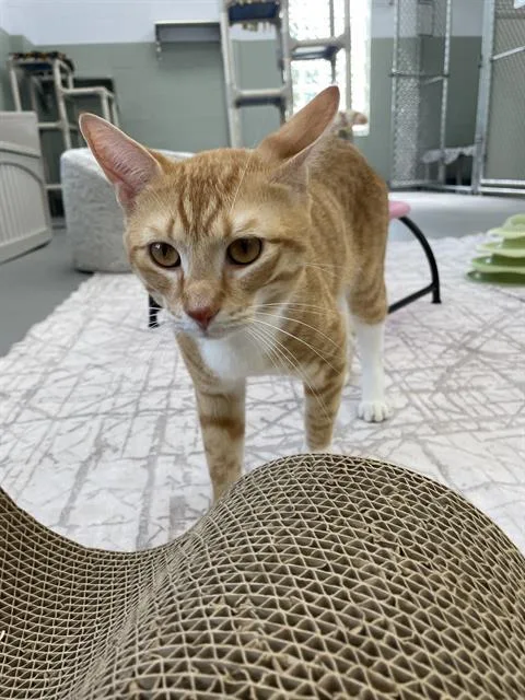 A young small-sized male Domestic Short Hair cat named Dodgeball for adoption in Geneva, IL