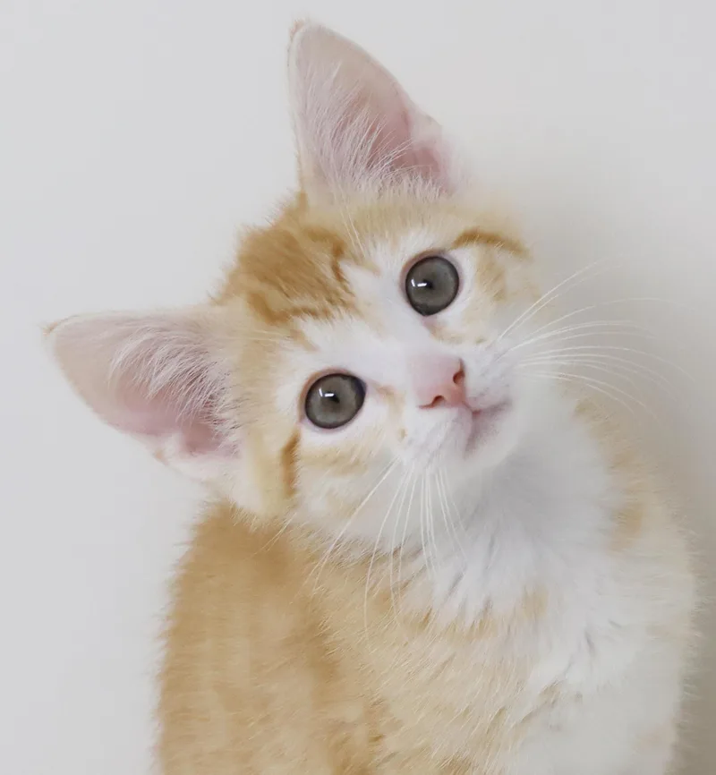 A baby small-sized male Orange / Red Tabby cat named Hereee'ssss Herbie!  Our for adoption in Bedford Hills, NY