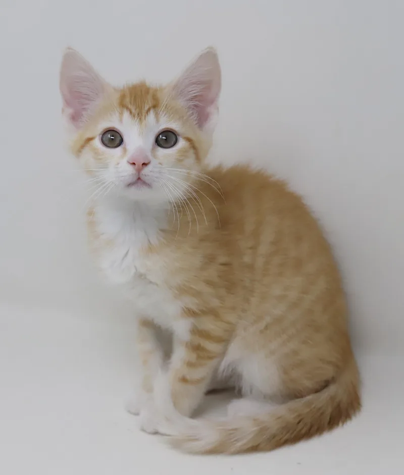 Hereee'ssss Herbie!  Our thumbnail 4