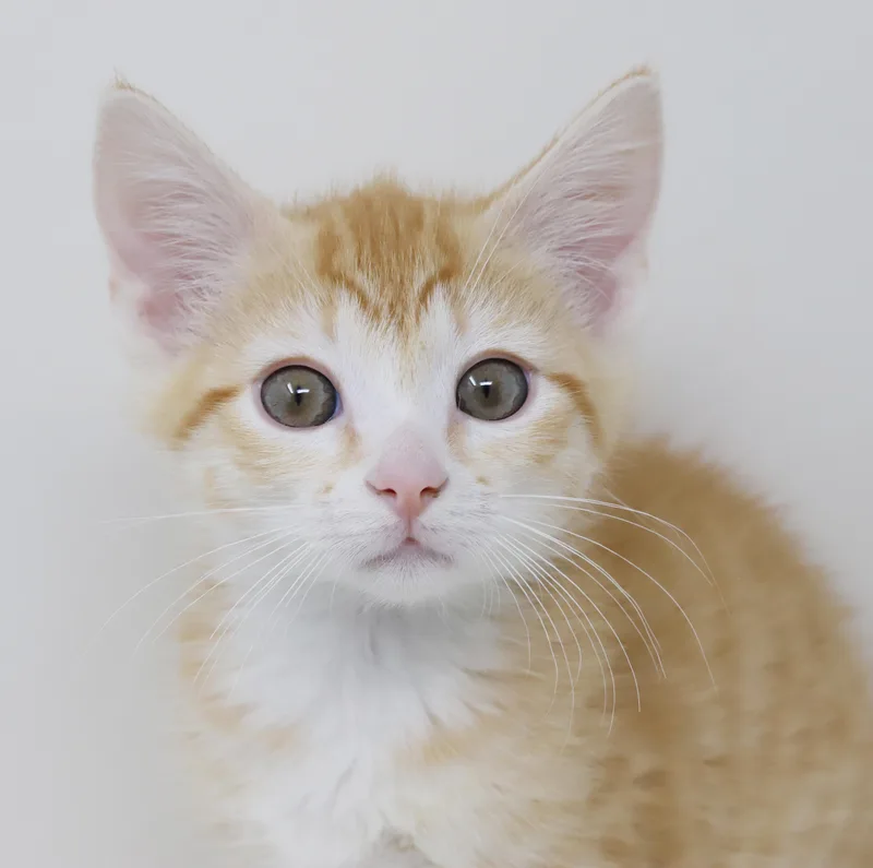 Hereee'ssss Herbie!  Our thumbnail 5