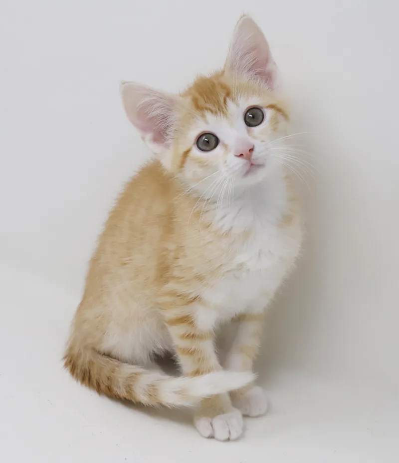 Hereee'ssss Herbie!  Our thumbnail 6