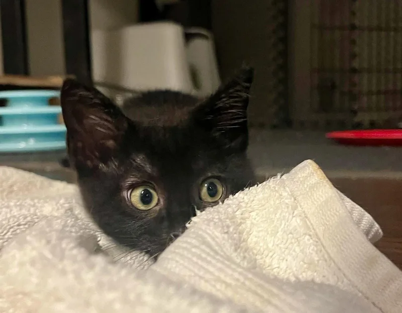 A baby medium-sized male Black Domestic Short Hair cat named Roku for adoption in Dublin, OH