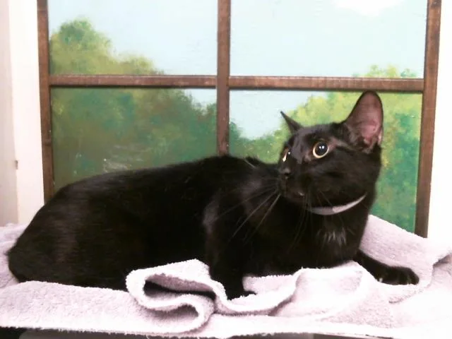 A young medium-sized male Domestic Short Hair cat named Felix for adoption in Houston, TX