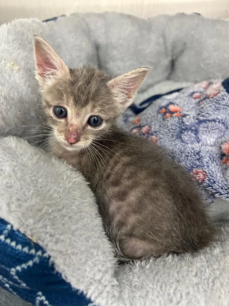 A baby medium-sized female Domestic Short Hair cat named Riley for adoption in Seven Points, TX