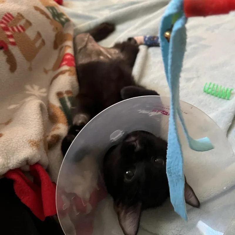 A young medium-sized female Black Domestic Short Hair cat named Fern for adoption in Wheeling, IL