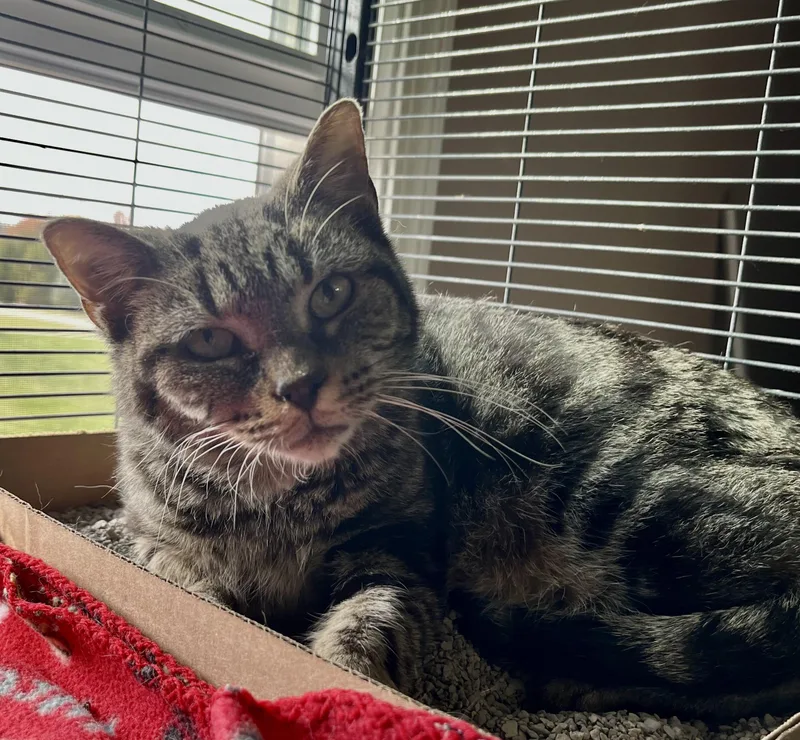 An adult medium-sized female Tabby (Brown / Chocolate) Domestic Short Hair cat named Cracker Barrel for adoption in Seville, OH