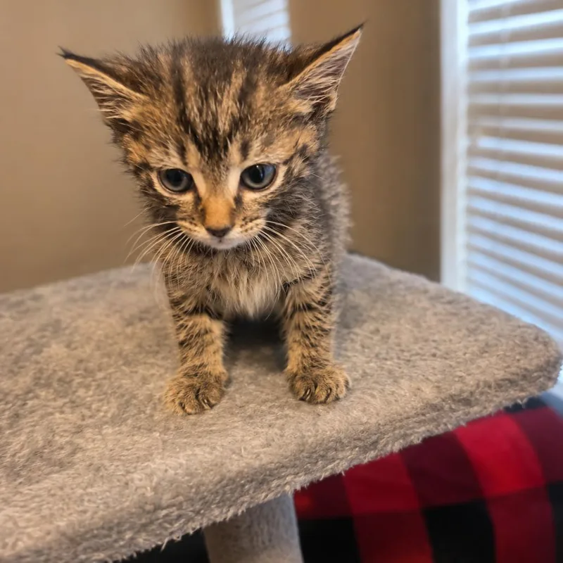 A baby small-sized male Gray / Blue / Silver Domestic Medium Hair cat named Michael for adoption in Oakton, VA