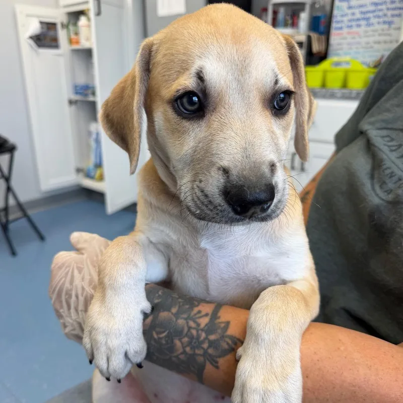 A baby large-sized female Yellow / Tan / Blond / Fawn Labrador Retriever dog named Porshe for adoption in Watertown, NY