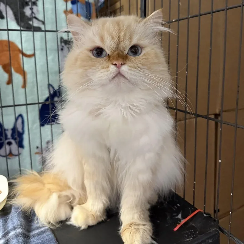 An adult medium-sized male Persian cat named Cyrus  Bonded with for adoption in Dublin, OH