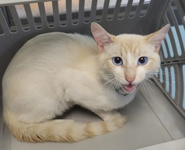 An adult medium-sized male Siamese cat named Pen  Ollie for adoption in Lawrenceville, GA