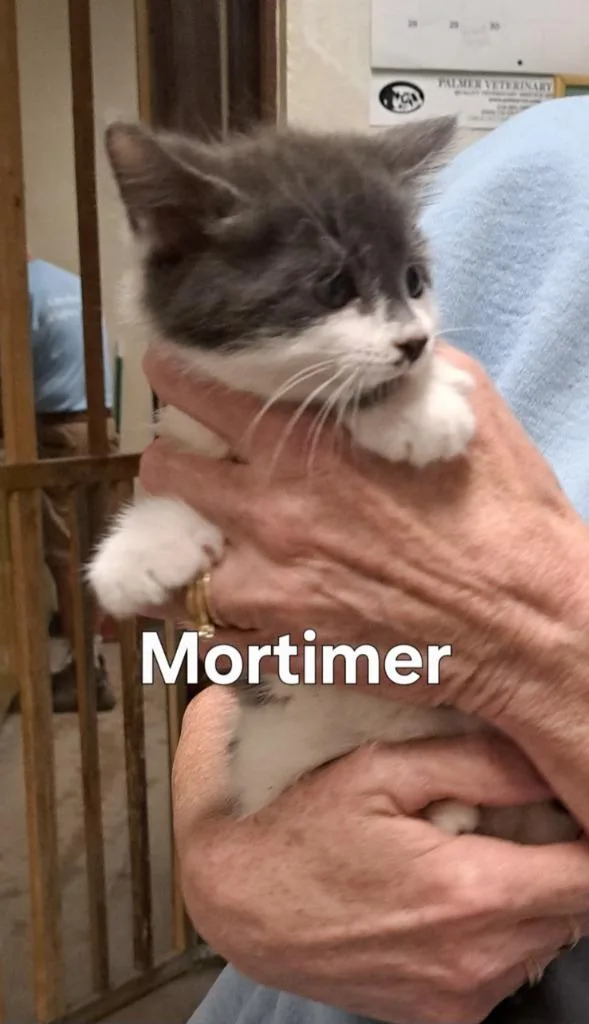 Mortimer