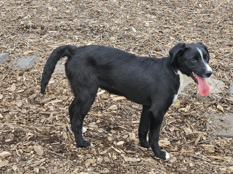 A baby medium-sized male Black Labrador Retriever dog named Ricky for adoption in Ringwood, NJ