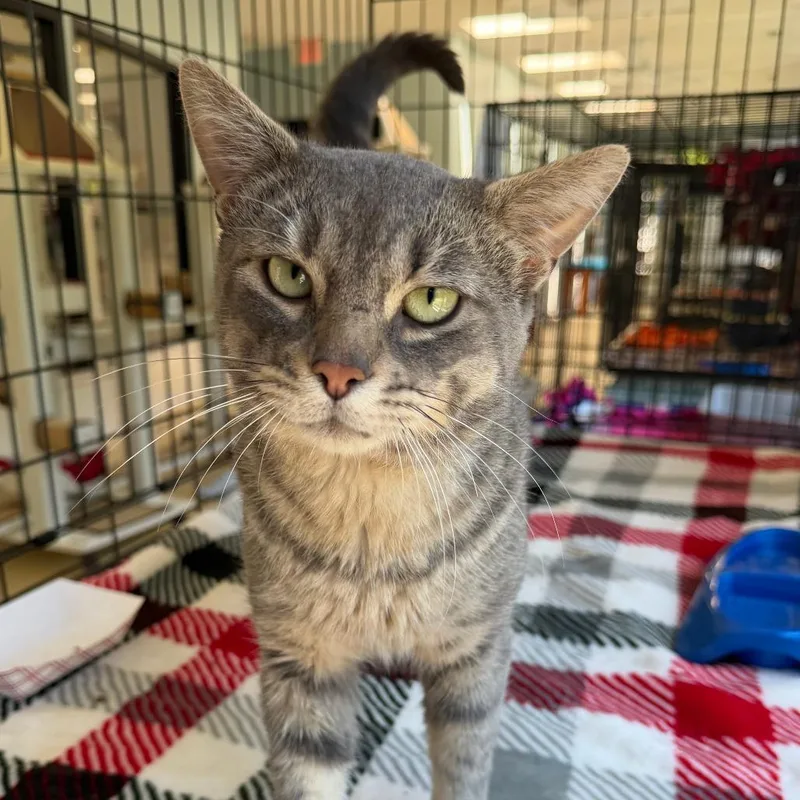 An adult large-sized male Gray / Blue / Silver Domestic Short Hair cat named Lizard for adoption in Deerfield, IL