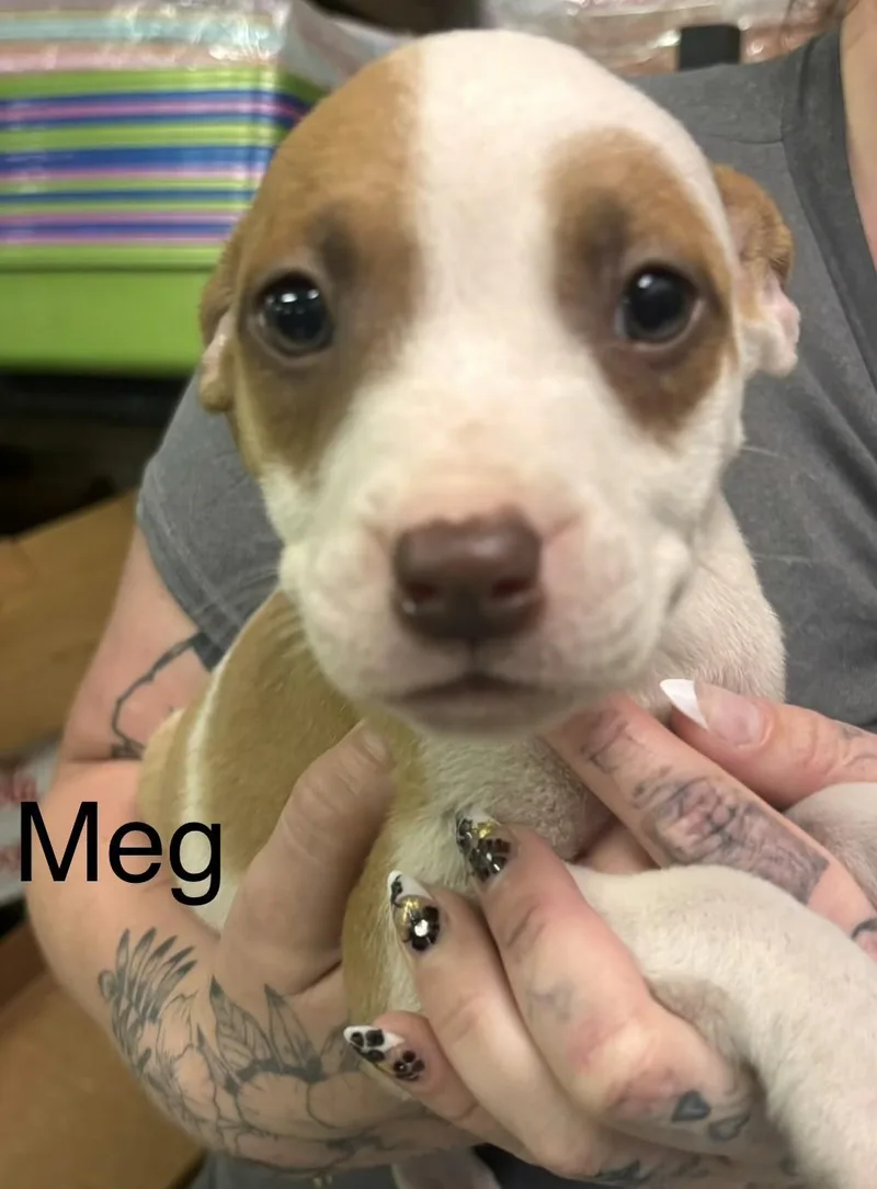 Meg