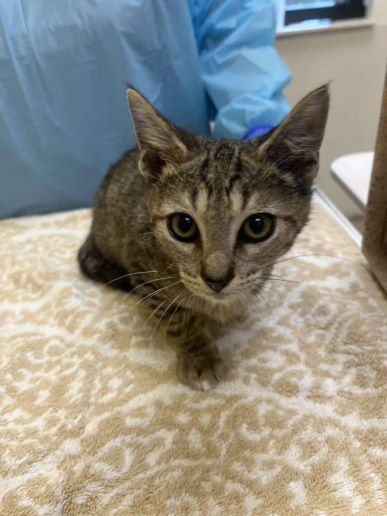 A baby small-sized male Tabby (Brown / Chocolate) Domestic Short Hair cat named Jayce for adoption in Raleigh, NC