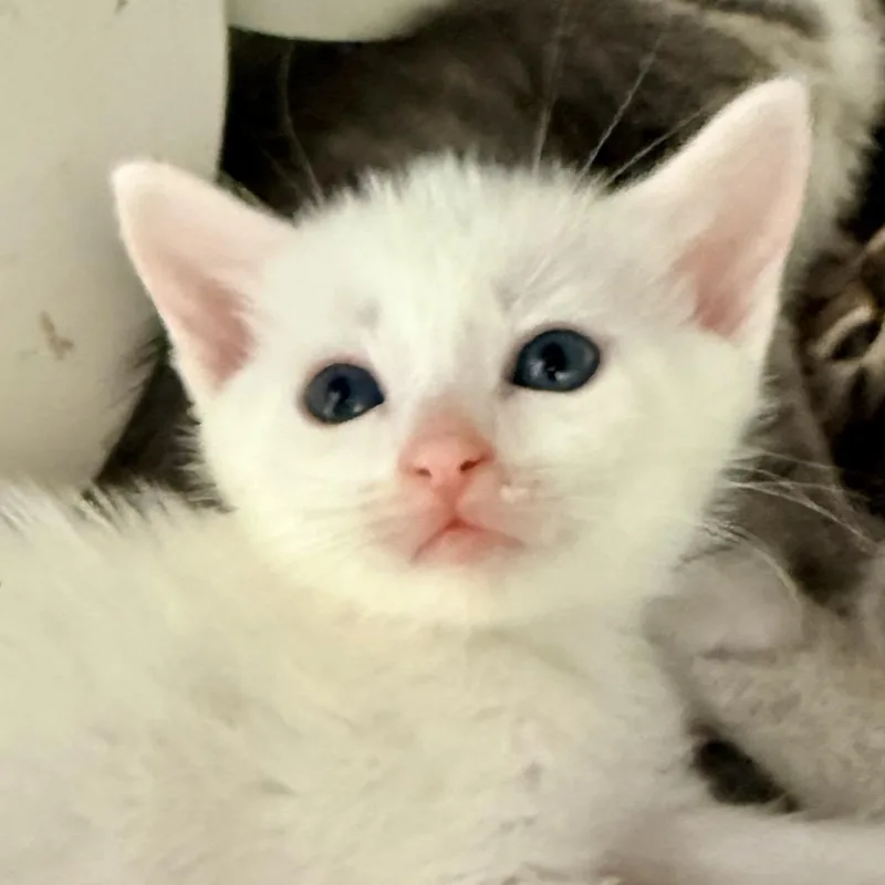 A baby small-sized male Domestic Short Hair cat named Dab for adoption in Palm Springs, CA