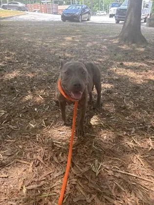 An adult medium-sized female Mixed Breed dog named Victoria for adoption in Atlanta, GA