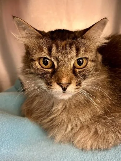 A senior medium-sized female Brown / Chocolate Domestic Medium Hair cat named Kayleigh for adoption in Wichita, KS