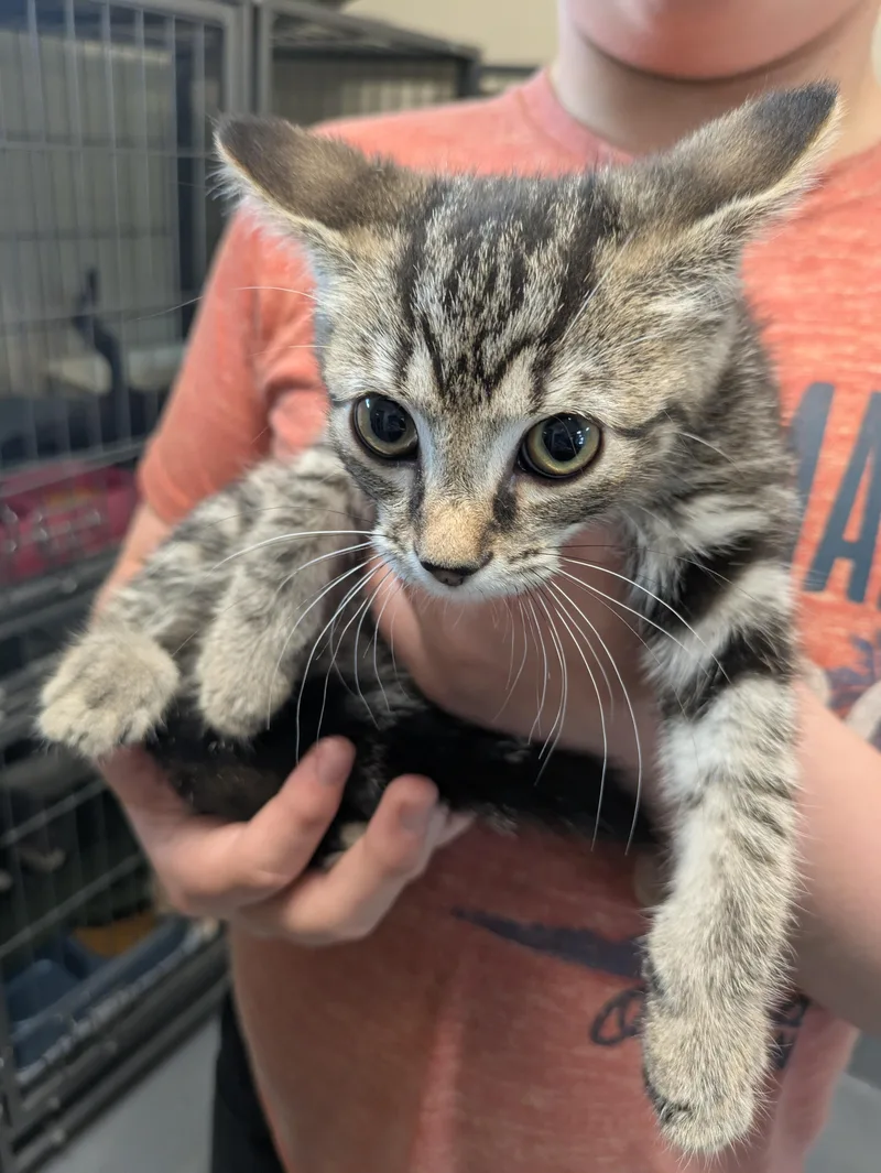 A young small-sized female Tabby (Brown / Chocolate) Domestic Short Hair cat named Salmon for adoption in Bedford, VA
