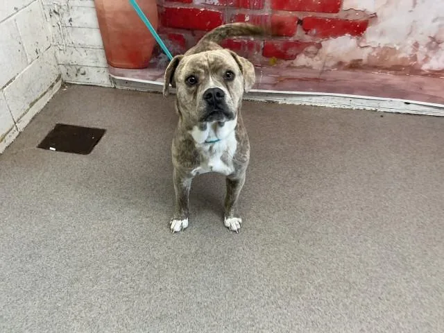 A young medium-sized male Pit Bull Terrier dog named Jeanralphio for adoption in San Bernardino, CA