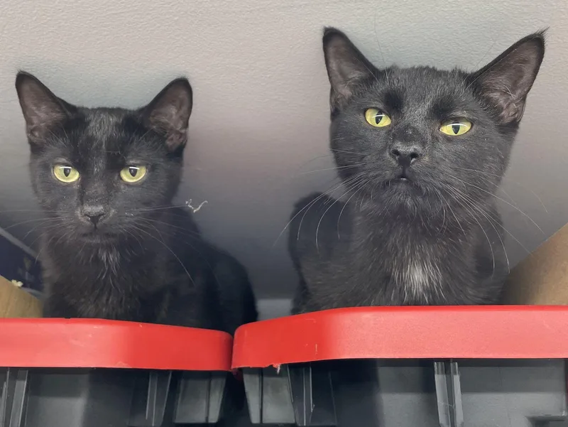 Van Helsing thumbnail 2