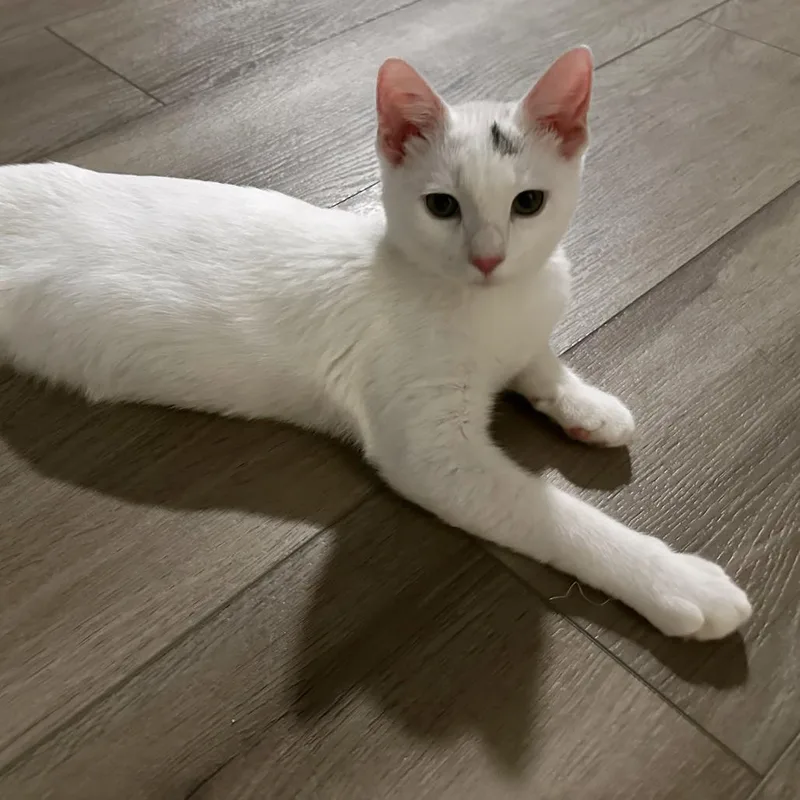 A baby medium-sized male White Domestic Short Hair cat named Rhett for adoption in Gainesville, FL