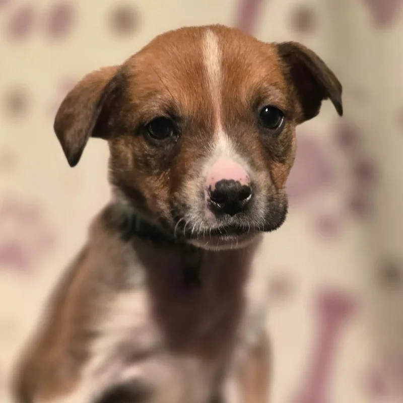 A baby medium-sized male White / Cream American Staffordshire Terrier dog named Figaro for adoption in Kissimmee, FL