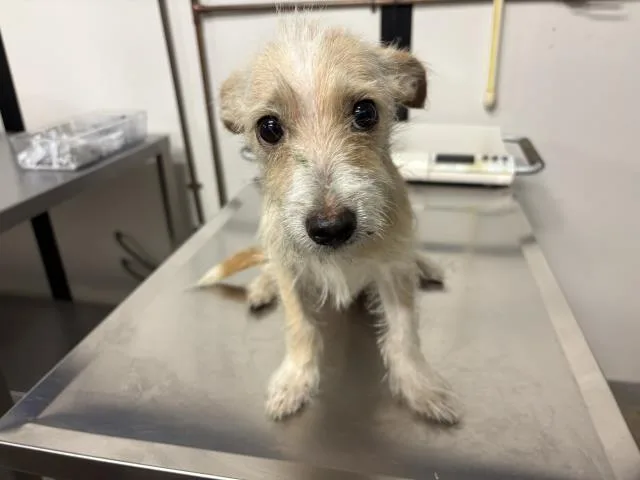 A young medium-sized male Terrier dog named Patriot for adoption in Panama City, FL