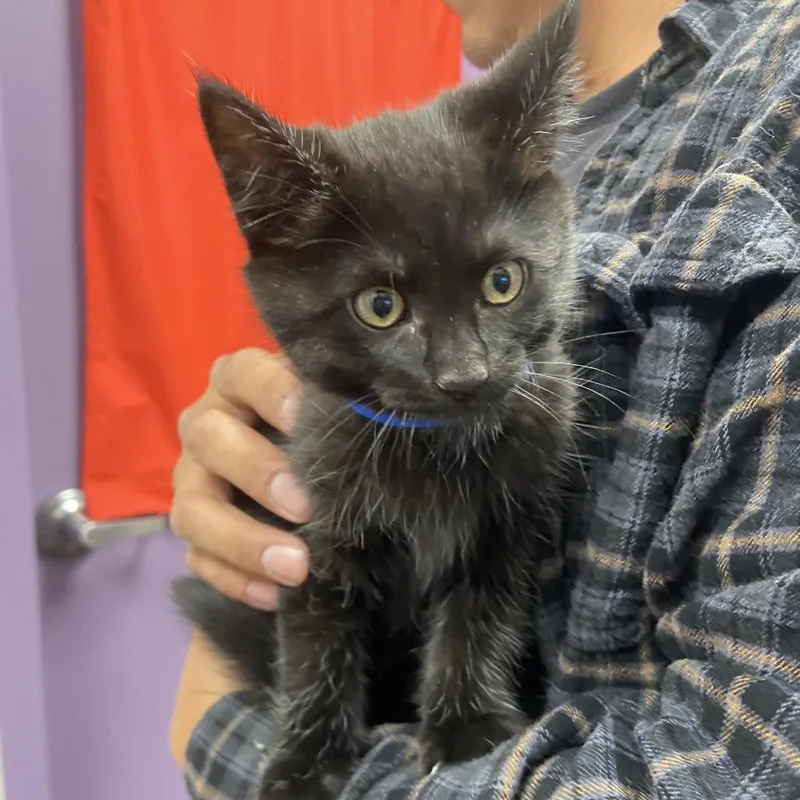 Stray Hold Yoda